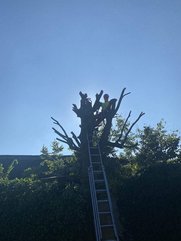 Gepflegter Baum nach Baumpflege