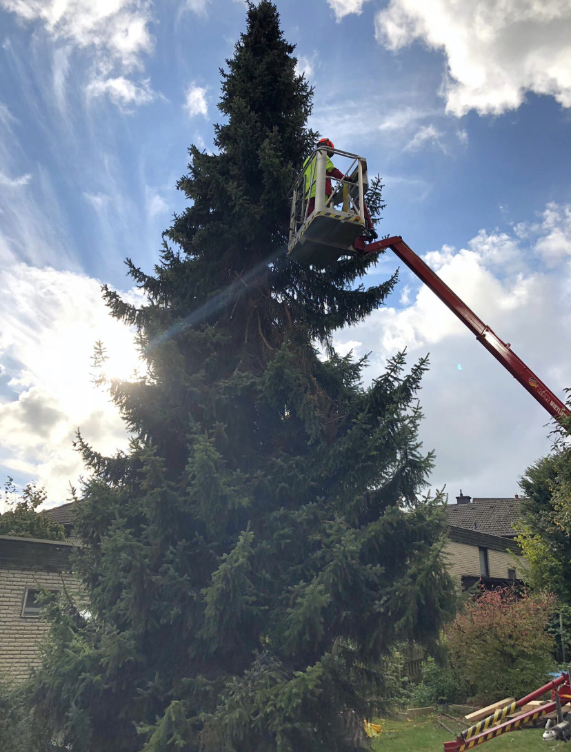 Nadelbaum vor der Pflege